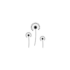three dandelion flowers with curved sprig. Big bloom with big shabby petals.