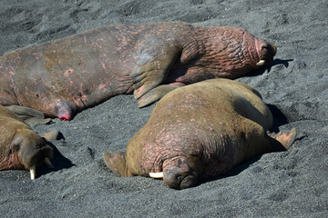 Atlantic walrus, Pechora sea