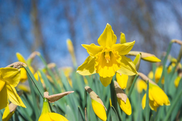 Beautiful yellow daffodils blooming in the spring garden on sunny day. Close up