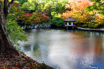 Autumn season at Momijidani Garden in Wakayama, Wakayama Prefecture, Japan