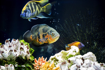 beautiful tropical fish in the aquarium