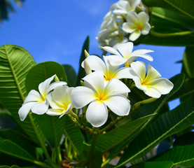 White and yellow Plumeria Frangipani flowers