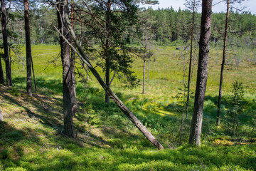 Paysage de tourbière et forêt dans le parc national de Lahemaa, Estonie.