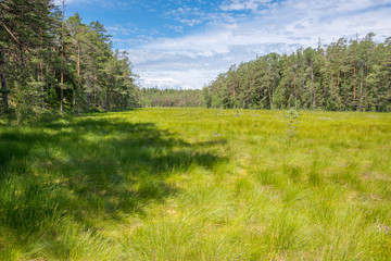 Paysage de tourbière et forêt dans le parc national de Lahemaa, Estonie.