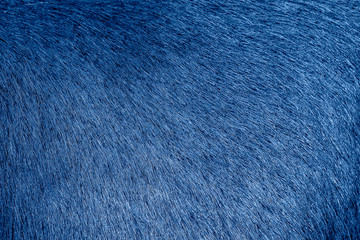 Blue animal fur background. Blue fur texture close up. Cowhide close up.