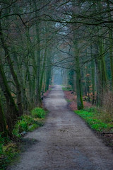 A Road in a Forest with trees at the side in autumn