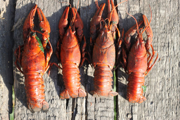 Boiled crayfish closeup, background, wallpaper