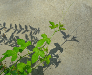 Fresh green Passiflora foetida leaf