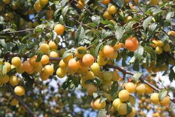 Ripe cherry plum on a branch close-up, background, wallpaper