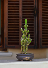 Succulents cactus for decoration