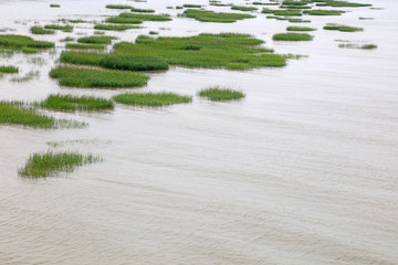 Green aquatic plants on the coast