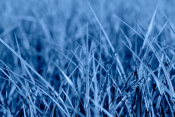 Colored Blue grass background. Blue grass texture for print, web use, posters and banners.