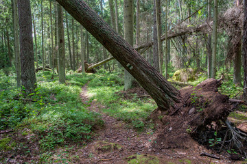 Bois mort, forêt de pins dans le parc national de Lahemaa, Estonie.