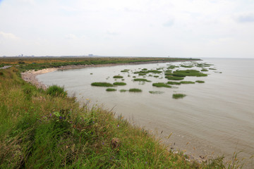 Green aquatic plants on the coast
