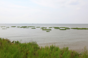 Green aquatic plants on the coast