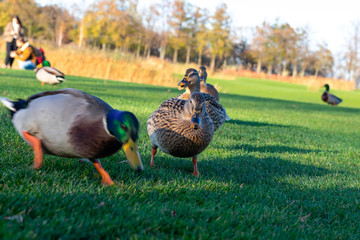 Wild ducks on green grass