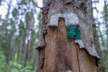 Fototapeta premium Marquage sur un tronc du chemin de randonnée en forêt, dans le parc national de Lahemaa, Estonie.