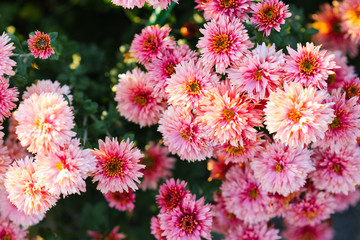 Beautiful background of pink chrysanthemum flowers in the garden