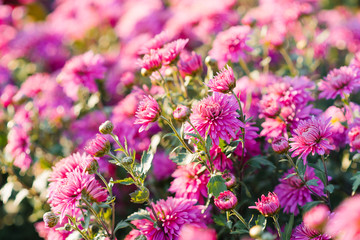 Beautiful background of pink chrysanthemum flowers in the garden