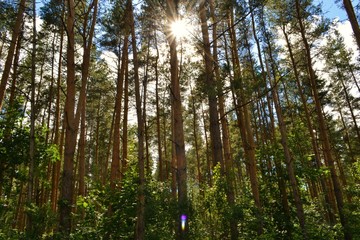 Pine forest full of wonders