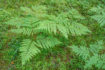Fougère aigle ou grande fougère (Pteridium aquilinum), parc national de Lahemaa, Estonie.