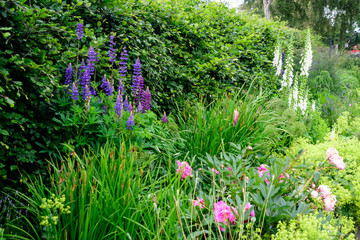 Minimalist garden landscape with plants and grass and blue flowers and grey alley in a sunny day in Scotland, United Kingdom, typical British cottage garden arrangement, with space for text