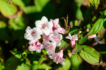 Light pink weigela ornament flower with green leaves in a garden in a sunny spring day