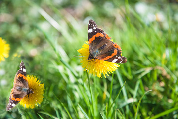 Two beautiful peinted lady butterflies on the yellow dandelion on sunny meadow