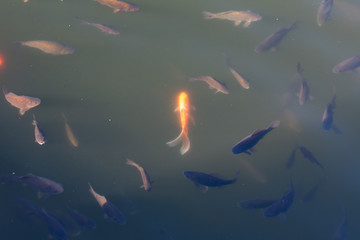 Obraz na płótnie Canvas Decorative Koi and carp fish in a pond
