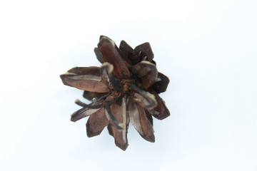 Spruce bump located on a white background