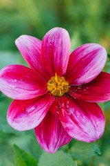 Purple Dahlia flower closeup in garden in summer after rain