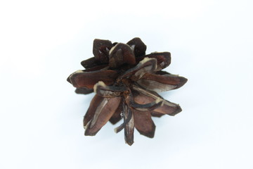 Spruce bump located on a white background