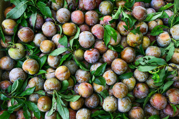Fruits for sale at rural market in Hanoi, Vietnam.