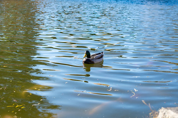 Wild duck swimming in pond