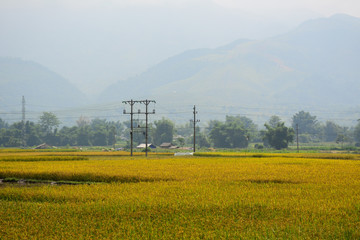 Terraced rice field in Northwest Vietnam