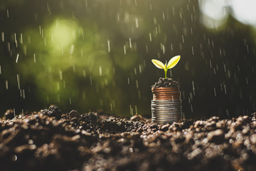 The seedlings are growing on the coins placed on the ground, thinking about financial growth.
