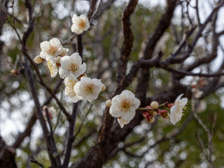 白い梅の花