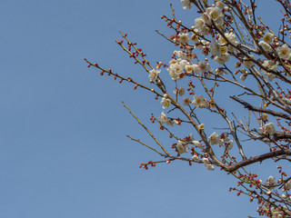 白い梅の花
