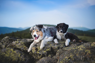 Obraz premium Australian shepherd
