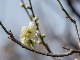 白い梅の花
