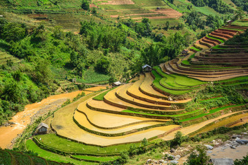 Terraced rice field in Northwest Vietnam