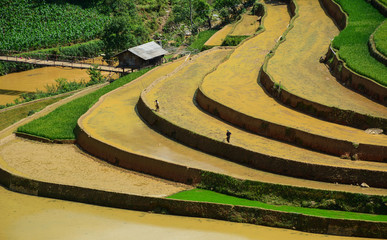 Terraced rice field in Northwest Vietnam