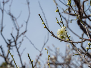白い梅の花