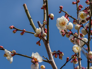 白い梅の花
