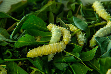 Close up of Silkworm.
