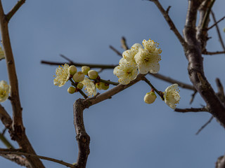 白い梅の花