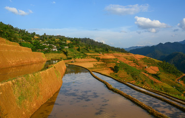 Obraz premium Terraced rice field in Northwest Vietnam