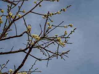 白い梅の花
