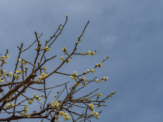白い梅の花