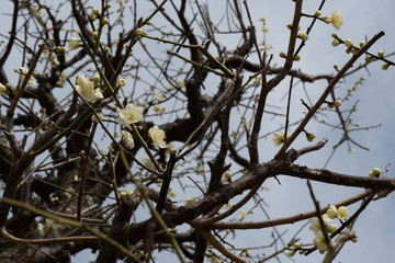 白い梅の花
